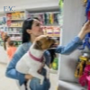 Pet Shops